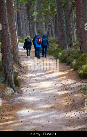 Les marcheurs profiter du soleil autour de Loch Eilien et le Rothiemurchus Forest, Rothiemurchus, Ecosse Banque D'Images