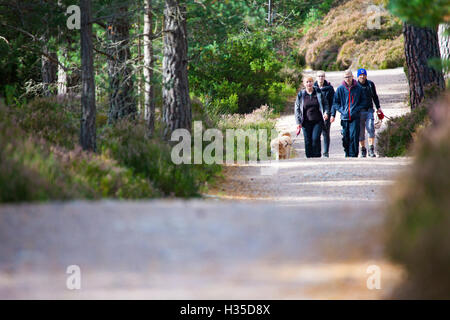 Les marcheurs profiter du soleil autour de Loch an Eilein et le Rothiemurchus Forest, Rothiemurchus, Rothiemurchus, Ecosse Banque D'Images