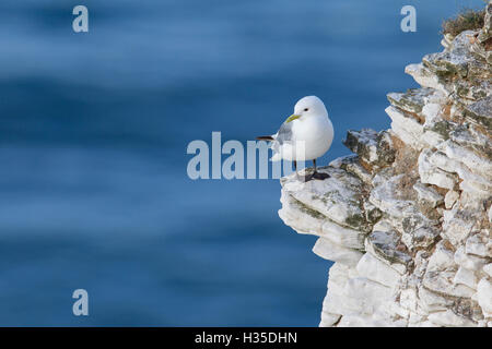 Mouette tridactyle (Rissa tridactyla) regardant la mer perché sur une barre rocheuse étroite à Bempton Cliffs, Yorkshire, Angleterre, Royaume-Uni Banque D'Images