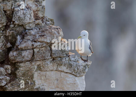 Mouette tridactyle (Rissa tridactyla) perché sur le bord d'une saillie sur un fond de falaises de Bempton, Yorkshire, Angleterre, Royaume-Uni Banque D'Images