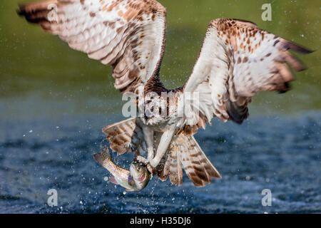 Balbuzard pêcheur (Pandion haliaetus), volant sur la tête au-dessus d'un étang avec un poisson saisit fermement dans ses serres, Pirkanmaa, Finlande Banque D'Images