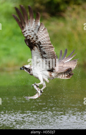 Osprey battant au-dessus d'un étang après la réussite d'un voyage de pêche avec un poisson pris dans ses serres, Pirkanmaa, Finlande Banque D'Images