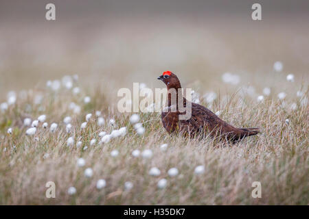 Un mâle lagopède des saules (Lagopus lagopus) sur le terrain en parc national des North Yorkshire Moors, Yorkshire, Angleterre, Royaume-Uni Banque D'Images