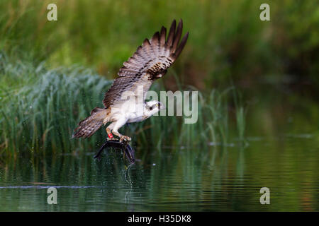 Le suivi par satellite d'un balbuzard pêcheur (Pandion haliaetus), volant au-dessus d'un petit lac avec un poisson dans ses serres, Ecosse, Royaume-Uni Banque D'Images