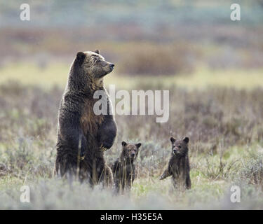 Grizzly bear sow et deux petits de l'année tous debout sur leurs pattes de derrière, le Parc National de Yellowstone, Wyoming, USA Banque D'Images