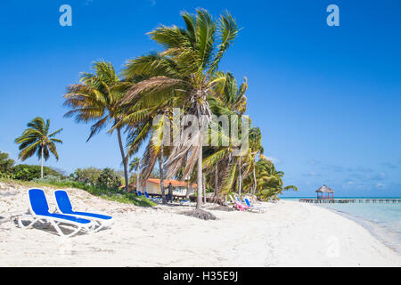 Palmiers et la plage, Playa El Paso, Cayo Guillermo, Jardines del Rey, province de Ciego de Avila, Cuba, Antilles, Caraïbes Banque D'Images