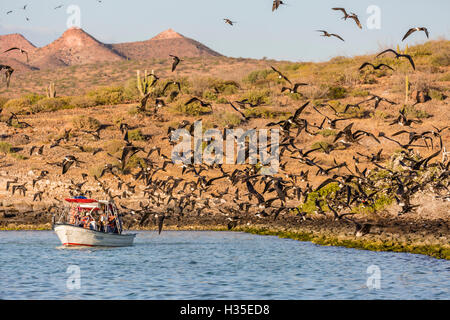 Magnifique frigatebirds (Fregata magnificens), Baie de San Gabriel, l'île d'Espiritu Santo, Baja California Sur, Mexique Banque D'Images