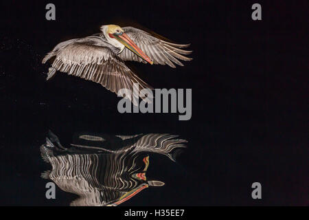 Un adulte Pélican brun (Pelecanus occidentalis) dans la nuit près de l'île Santa Catalina, Baja California Sur, Mexique Banque D'Images