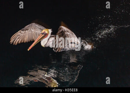 Un adulte Pélican brun (Pelecanus occidentalis) dans la nuit près de l'île Santa Catalina, Baja California Sur, Mexique Banque D'Images