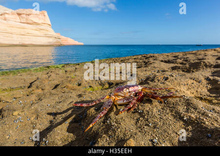 Sally Lightfoot crab (Grapsus grapsus), recouvert de muer à Punta Colorado, Baja California Sur, Mexique Banque D'Images