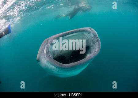 Requin-baleine (Rhincodon typus), sous l'eau avec tuba au large de El Mogote, près de La Paz, Baja California Sur, Mexique Banque D'Images