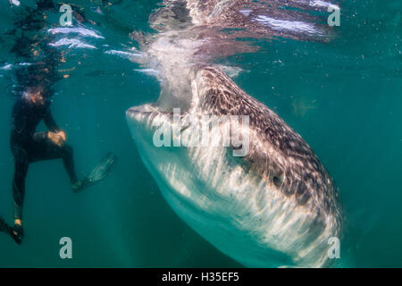 Requin-baleine (Rhincodon typus) avec sous-marine en apnée au large de El Mogote, près de La Paz, Baja California Sur, Mexique Banque D'Images