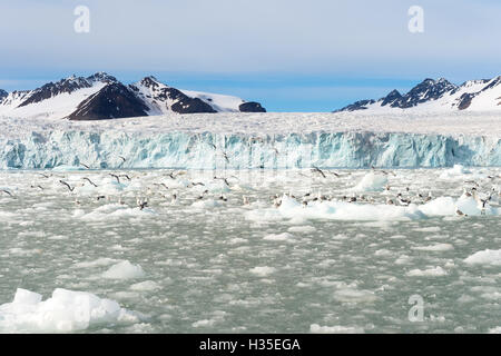 Les Mouettes tridactyles sur banquise, Lilliehook glacier au fjord Lilliehook, Spitzberg, archipel du Svalbard, Norvège, de l'Arctique Banque D'Images