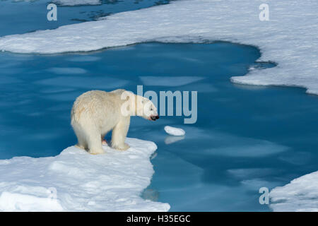 L'ours polaire mâle avec du sang sur son nez sur des blocs de glace et d'eau bleue, l'île du Spitzberg, archipel du Svalbard, Norvège, Arcitc Banque D'Images