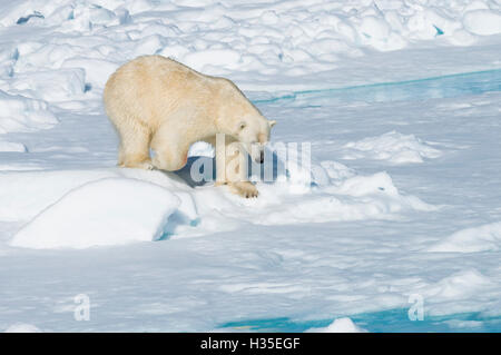 Mâle ours polaire (Ursus maritimus) marcher sur la banquise, l'île du Spitzberg, archipel du Svalbard, Norvège, de l'Arctique Banque D'Images