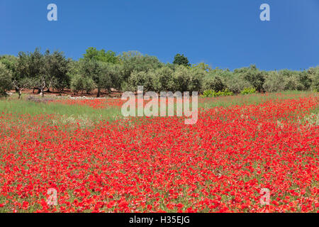 Champ de coquelicots et d'oliviers, la Vallée d'Itria, district de Bari, Pouilles, Italie Banque D'Images