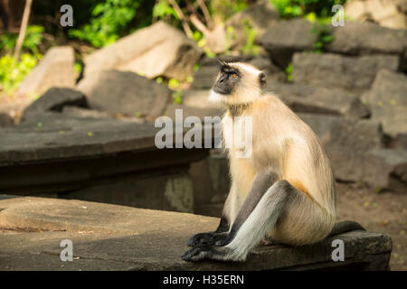 Affaires indiennes à l'Entelle gris cratère Lonar temple. Pour quelque raison, certains de ces temples sont plus utilisés, comme celui-ci. Banque D'Images