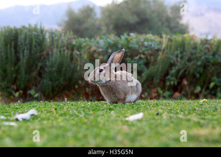 L'Andalousie, Espagne. Les lapins sont de gazonner dans Parc Naturel Sierra de Grazalema. Pako Mera. Banque D'Images