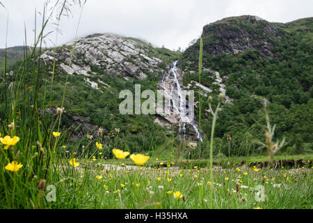 Meadow renoncules (Ranunculus acris) fleurs en croissance avec des graminées sauvages en vallée avec Steall Steall meadows en cascade de Glen Nevis Ecosse UK Banque D'Images