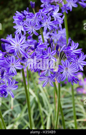 Rayé bleu foncé et pâle fleurs de la African lily, Agapanthus 'Midnight Star' Banque D'Images