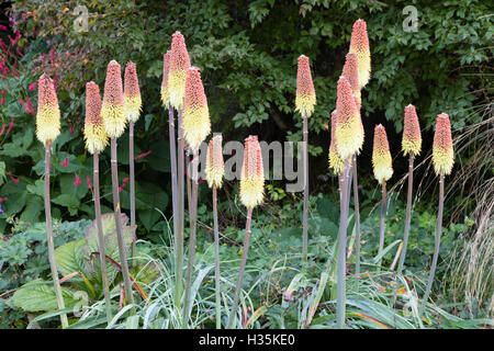 Jaune Rouge fleuri fleurs de l'automne torche floraison Kniphofia caulescens, Lily Banque D'Images