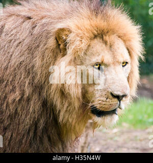 Place près d'un homme Lion d'Afrique. Banque D'Images