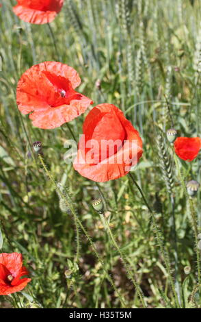 Poussant dans un champ de coquelicots Banque D'Images