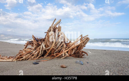 Les cannes de la rivière. Canne géant, Arundo donax, sur une plage de sable fin, de l'Espagne. Banque D'Images