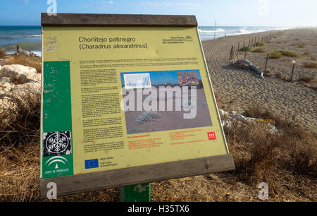 À propos de l'information signe donné de reproduction pluvier siffleur, Charadrius alexandrinus Kentish sur plage, Malaga Guadalhorce. Banque D'Images