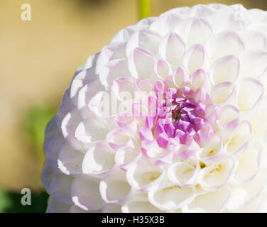 Dahlia blanc teinté de magenta dans le milieu. Banque D'Images