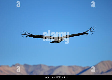 Une femelle adulte condor survolant les montagnes du canyon de Colca, un des canyons les plus profonds au monde, près de la ville Banque D'Images