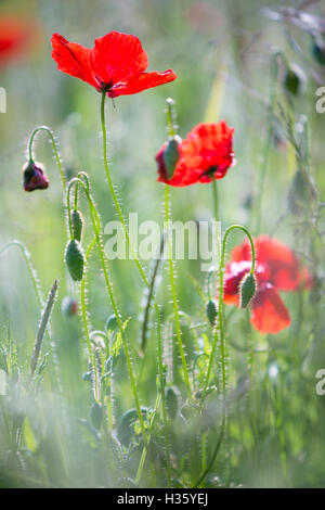 Les coquelicots d'un rouge profond dans un champ d'agriculteurs. Banque D'Images