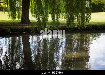 Exécution lente rivière avec un weepign willow tree sur c'est les banques. Banque D'Images