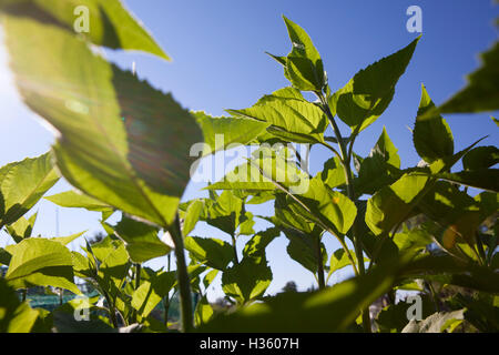 Les feuilles d'une parcelle de topinambour tourné à partir de ci-dessous et éclairée par le soleil dans un ciel bleu profond. Banque D'Images