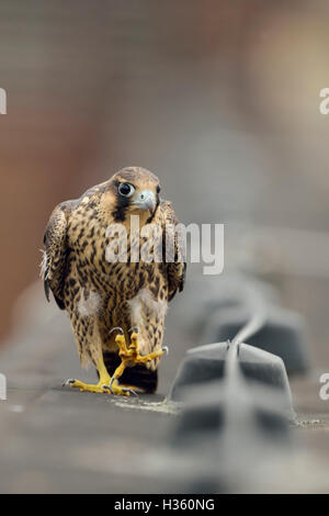 Faucon pèlerin ( Falco peregrinus ), jeune oiseau, marchant sur le bord d'un toit au-dessus d'un bâtiment industriel, a l'air drôle Banque D'Images