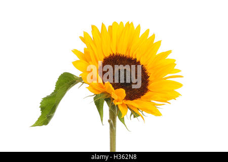 Le tournesol et feuilles isolées sur fond blanc Banque D'Images