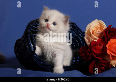 Chaton ragdoll, 5 semaines, assis dans un panier bleu avec des roses Banque D'Images