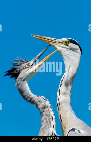 Héron cendré Ardea cinerea,Parc des Oiseaux de Pont de Gau, Camargue, France Banque D'Images