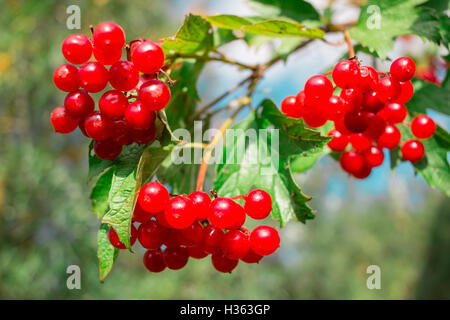 Des grappes de baies rouge rose guelder bush close-up Banque D'Images