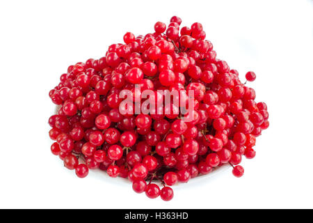 Baies rouges de guelder rose en plaque blanche isolé sur fond blanc Banque D'Images