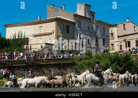 Regard, chevaux blancs s'exécutant dans l'eau à Sommieres, Hérault, France Banque D'Images