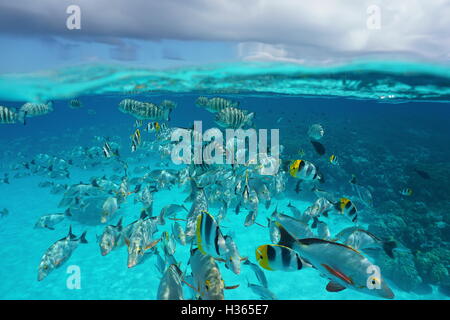 Au-dessus et au-dessous de la surface de la mer, bancs de poissons tropicaux sous l'eau avec ciel nuageux, scène naturelles, le lagon de Rangiroa, Tuamotu Banque D'Images