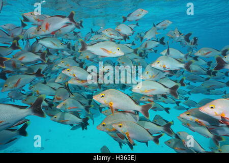 Sous-marins, banc de poissons humpback red snapper Lutjanus gibbus, Rangiroa, Tuamotu, océan Pacifique, Polynésie Française Banque D'Images