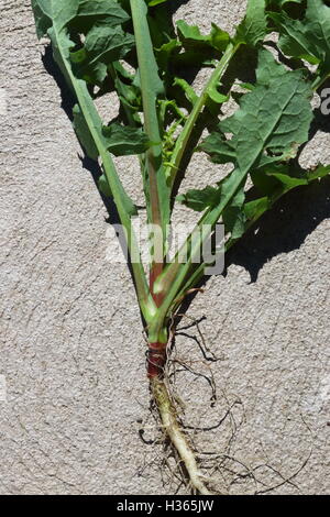 Taraxacum officinale ou également connu sous le nom de pissenlit plante entière Banque D'Images