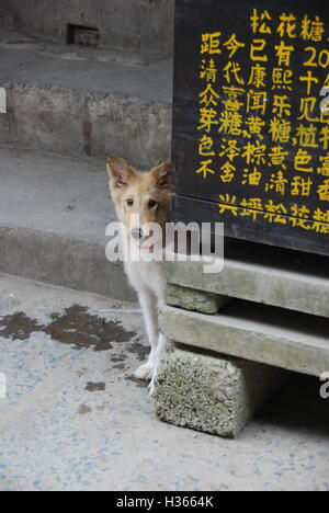 Un chien timide se trouve à côté d'un signe chinois en bois dans le Guangxi, Chine. Banque D'Images