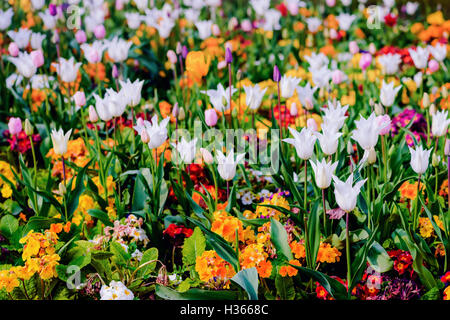 Parterre de fleurs de printemps et fleurs sauvages colorées mixte tulip Banque D'Images