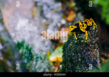 À tête jaune poison dart frog dans son habitat naturel Banque D'Images