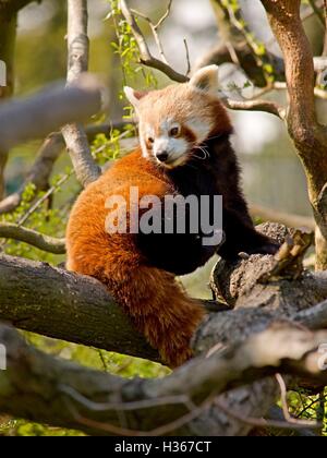 Cute panda rouge est assis dans les branches Banque D'Images