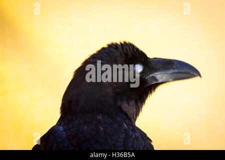 Black crow dans un échantillon d'oiseaux de proie, foire médiévale Banque D'Images
