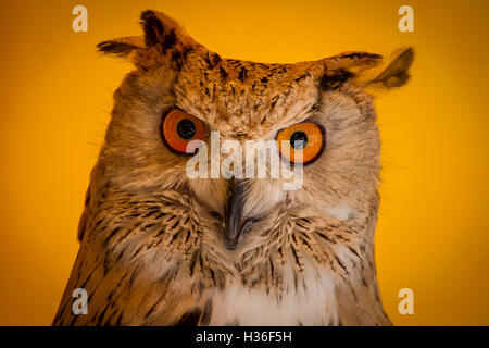 Visage, grand-duc dans un échantillon d'oiseaux de proie, foire médiévale Banque D'Images